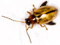 Longitarsus melanocephalus